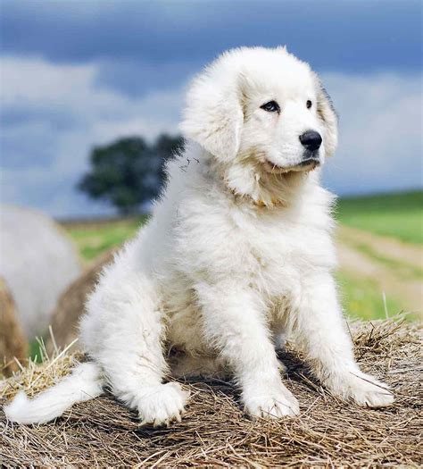 Great pyrenees photos - 8–12 years. Colors: White, tan, red, gray, badger, black, black and white, brown. Suitable for: Homes in the country, farms, growing families. Temperament: Intelligent, watchful, pairs well with children. The Newfoundland Great Pyrenees mix will be one big dog once they are fully grown. Their puppies likely look like fluffy little bears, and ...